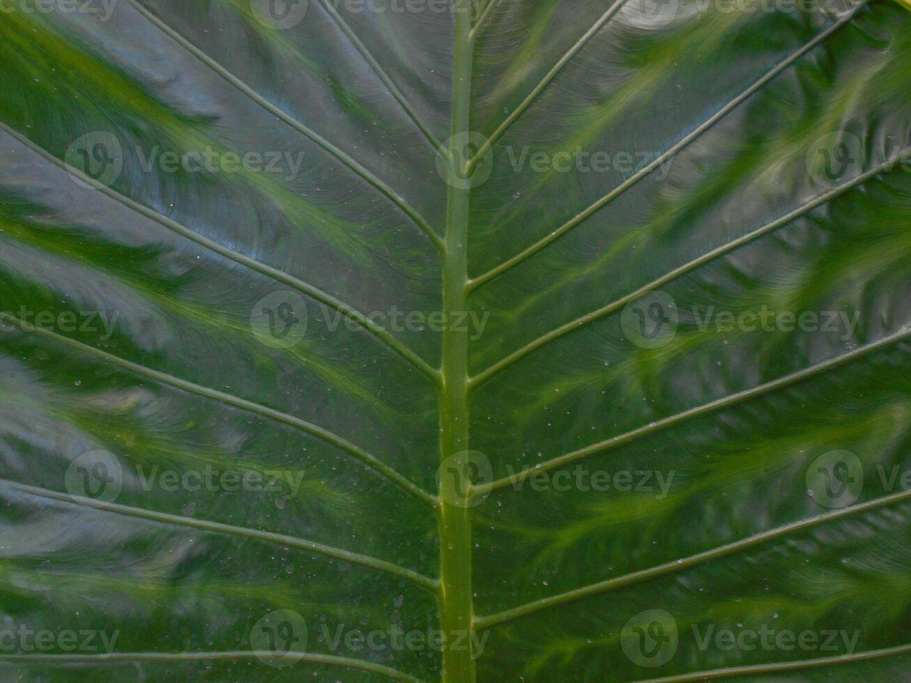 A close up of a large leaf with a green background photo