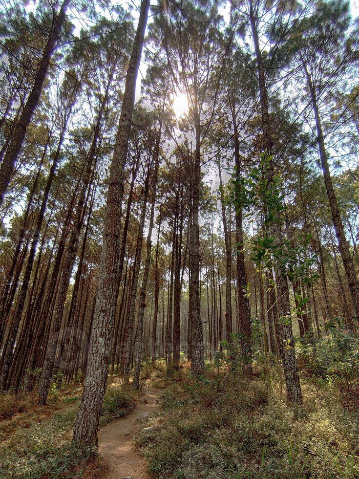 A forest with tall trees and a path photo