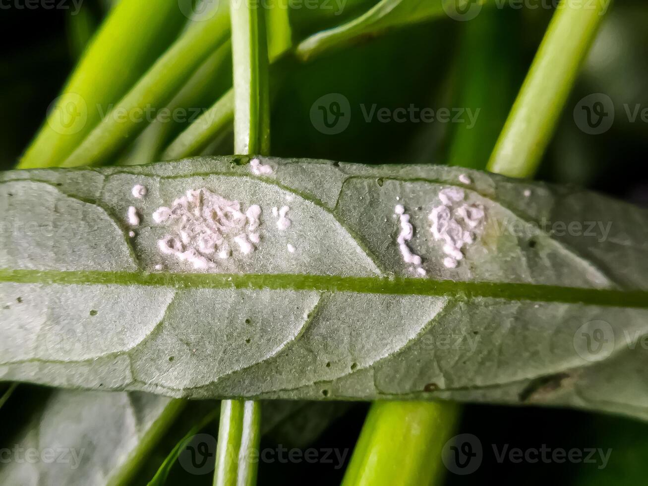 Defocused image of White pests on kale leaves are also known as mealybugs or Coccoidea and Pseudococcidae. photo