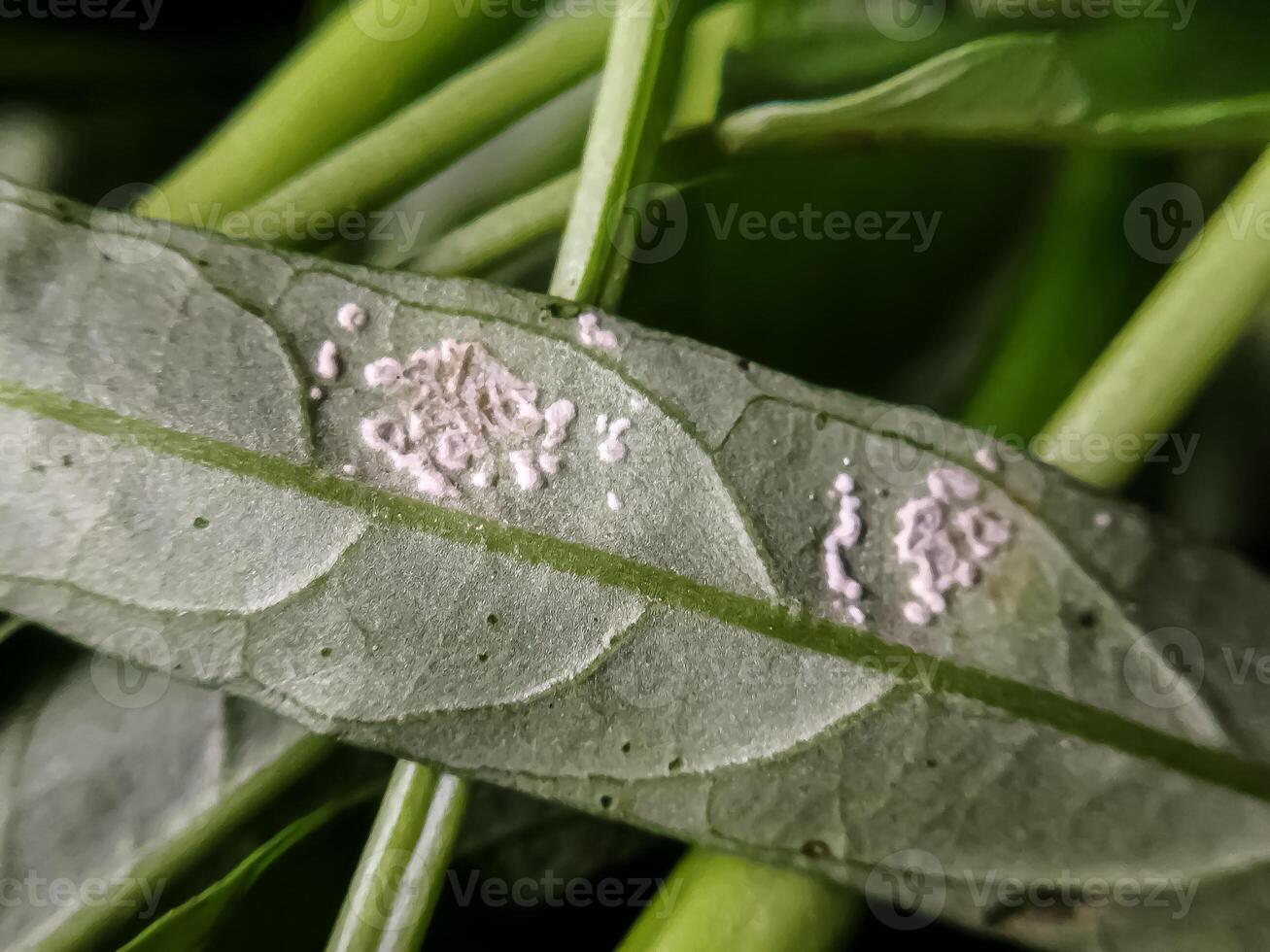 Defocused image of White pests on kale leaves are also known as mealybugs or Coccoidea and Pseudococcidae. photo