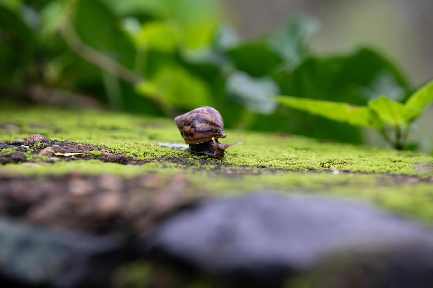 A snail crawling on top of a moss covered rock photo