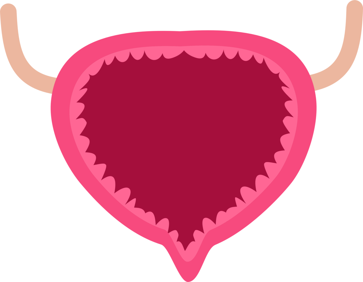 Empty urinary bladder png
