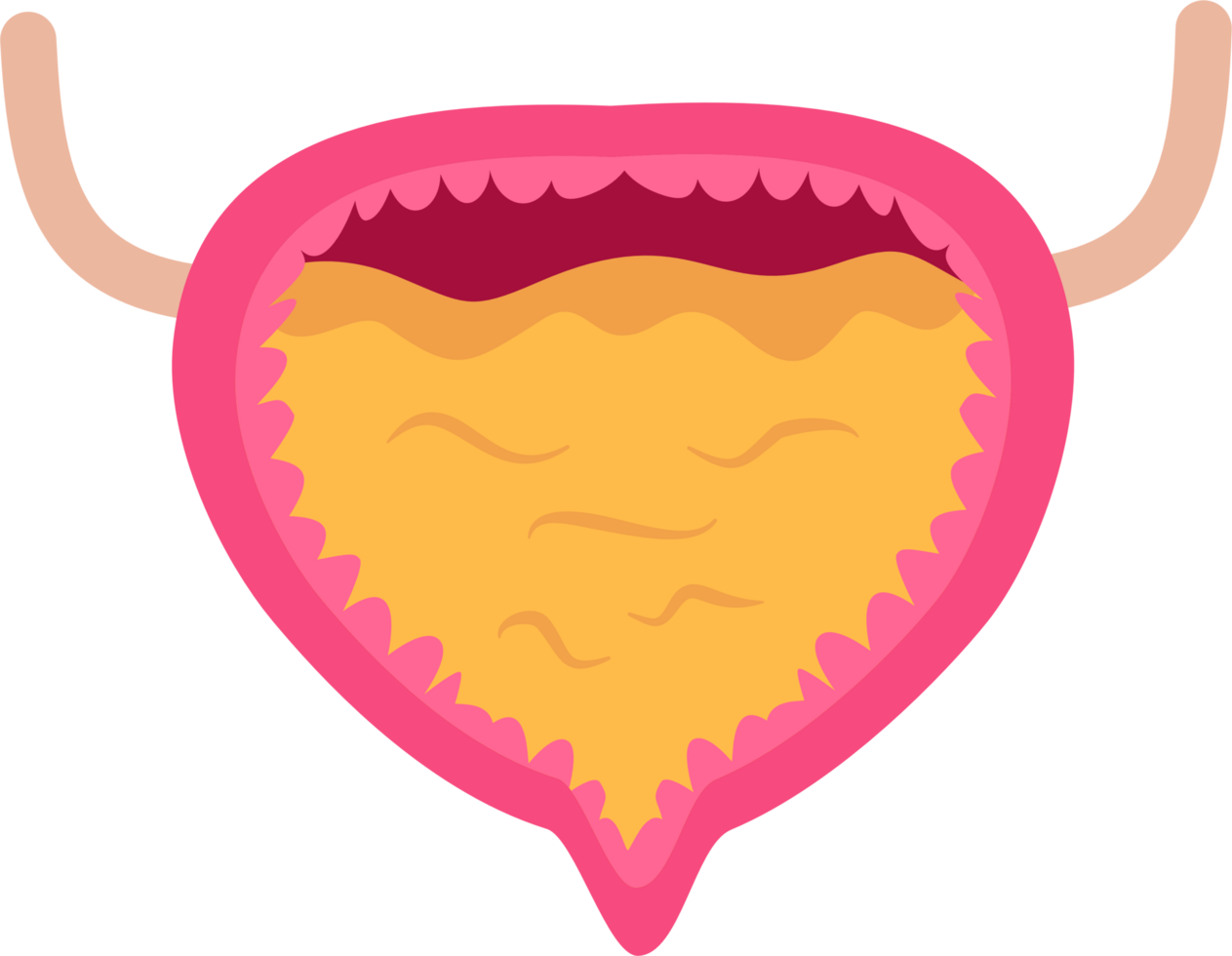 Full urinary bladder png