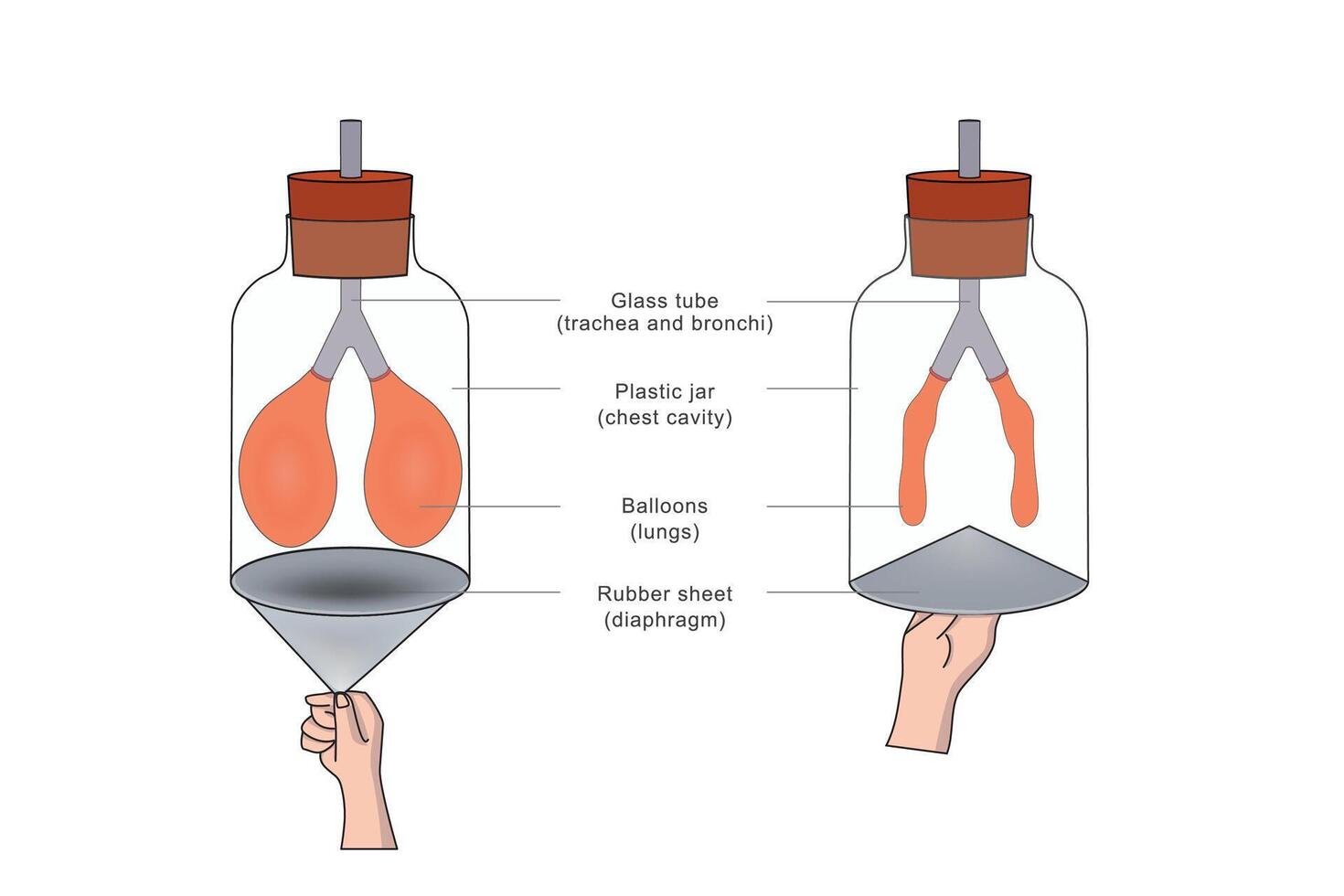 A breathing model shows lung function, simulating airflow with balloons and a diaphragm structure vector