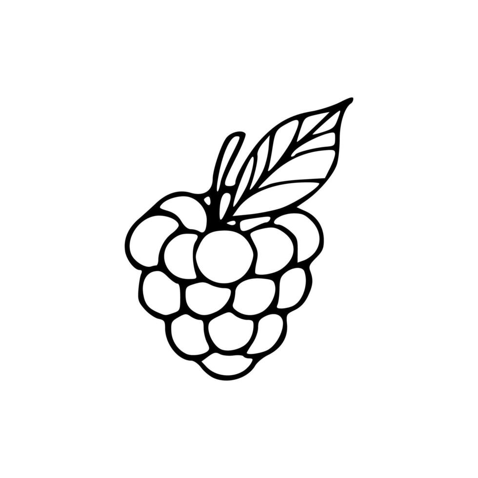 A black and white drawing of a raspberry vector