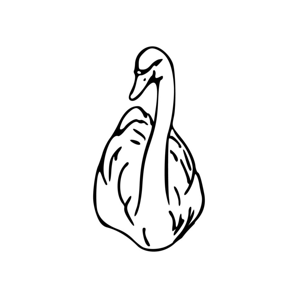 A black and white drawing of a swan vector