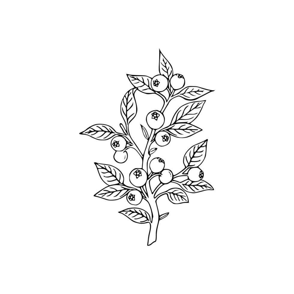 A black and white drawing of a branch with berries vector