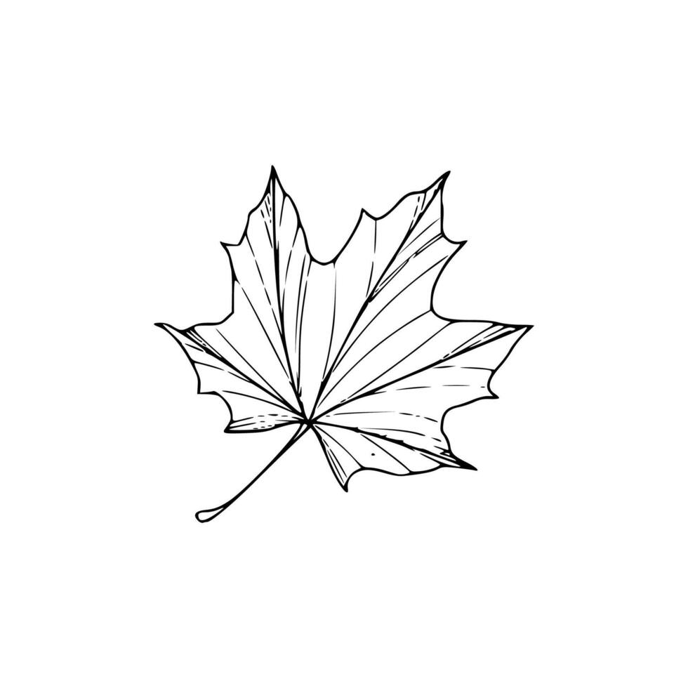A black and white drawing of a maple leaf vector