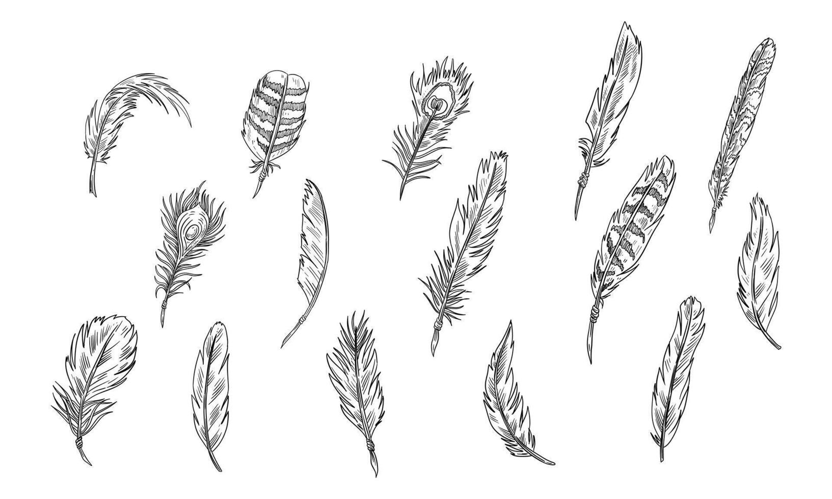 feather handdrawn collection vector