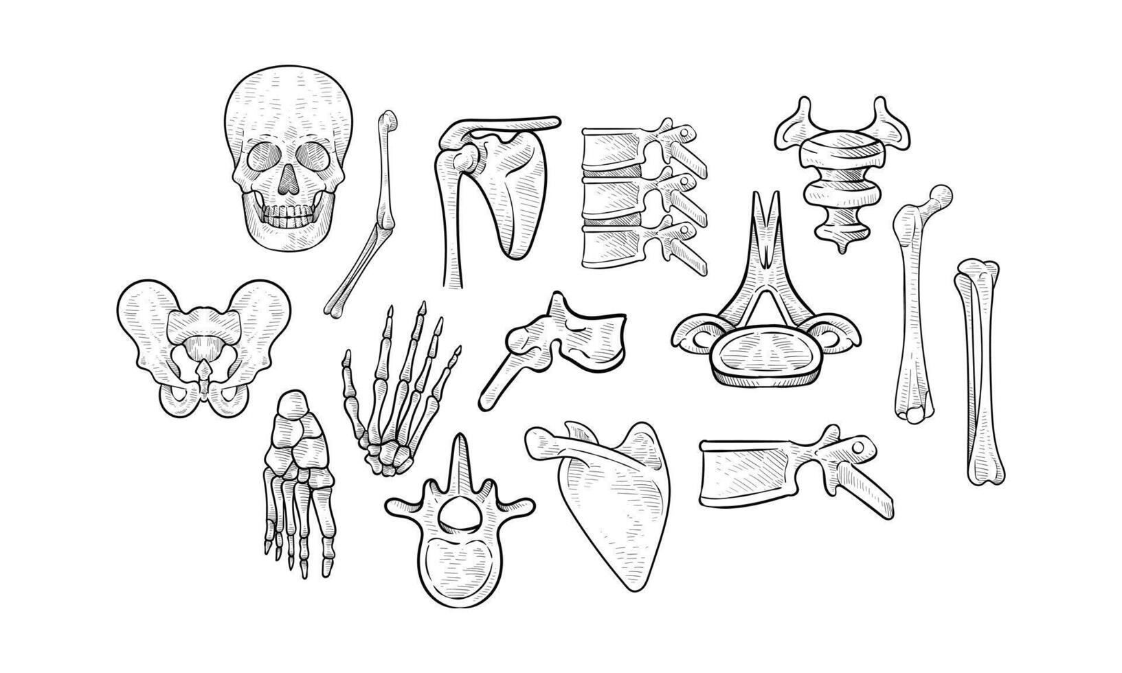 human skeleton handdrawn collection vector