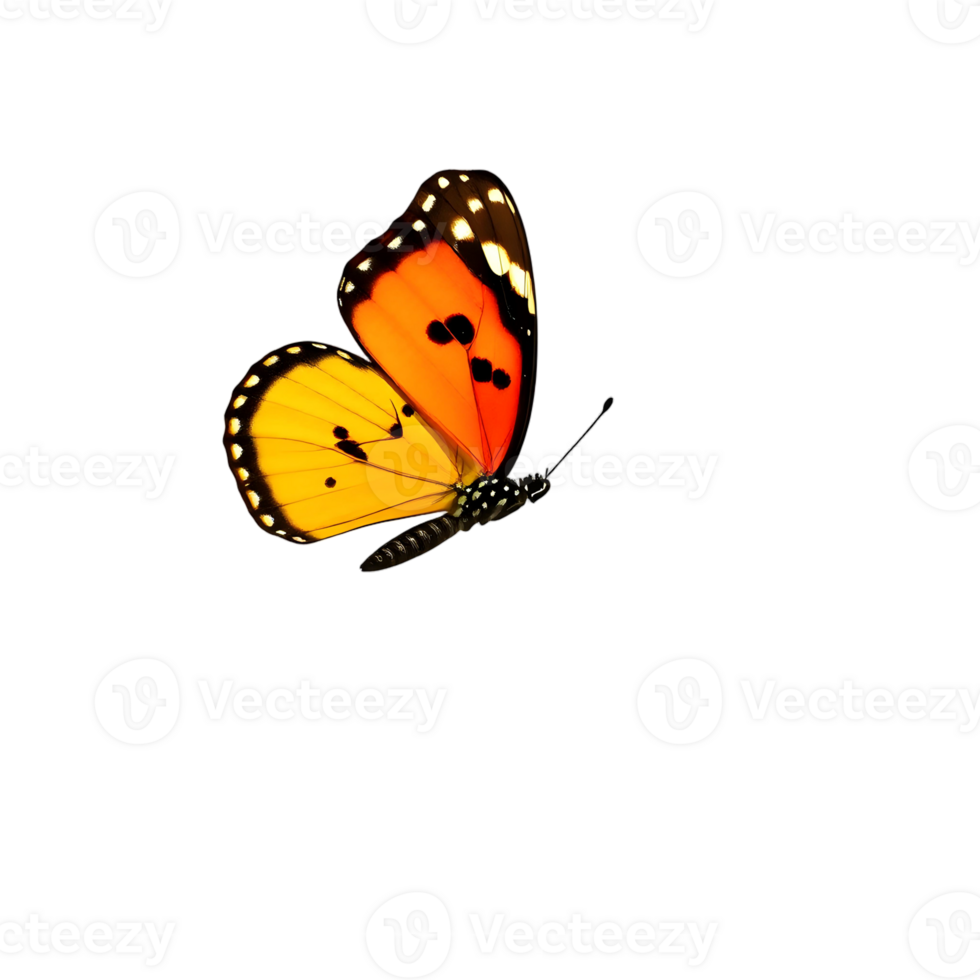 A butterfly is flying in the air on a black background png