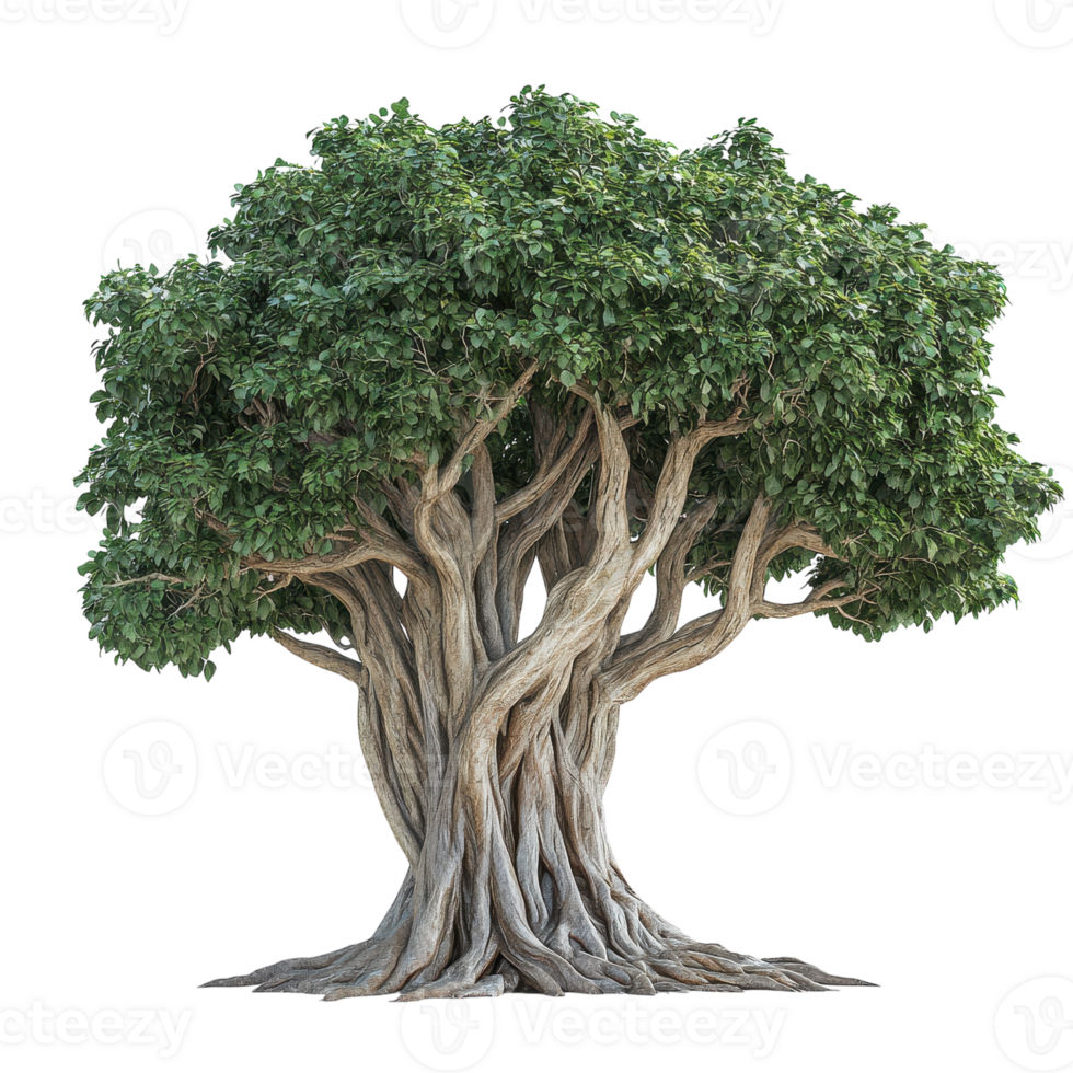 Large Tree with Thick Trunk Isolated on White Background for Nature and Design Use on transparent background png