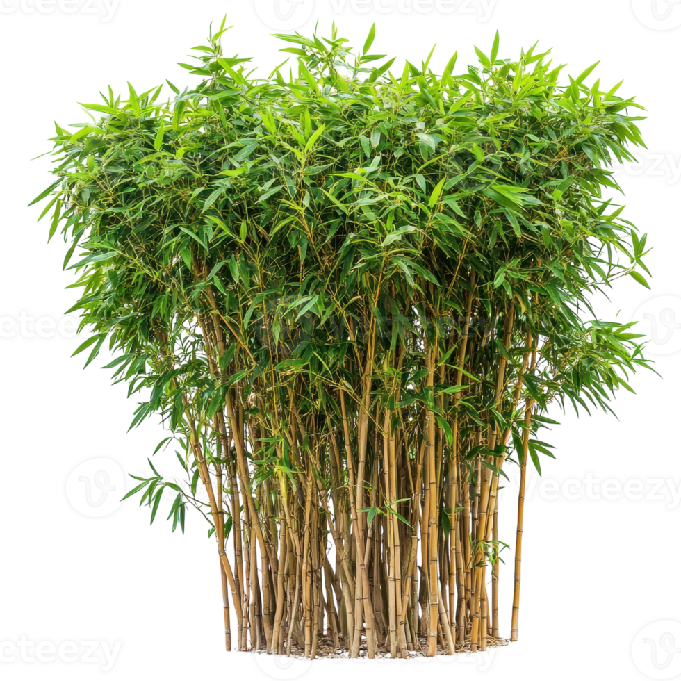 Lush Bamboo Plant Isolated for Decorative Use on transparent background png