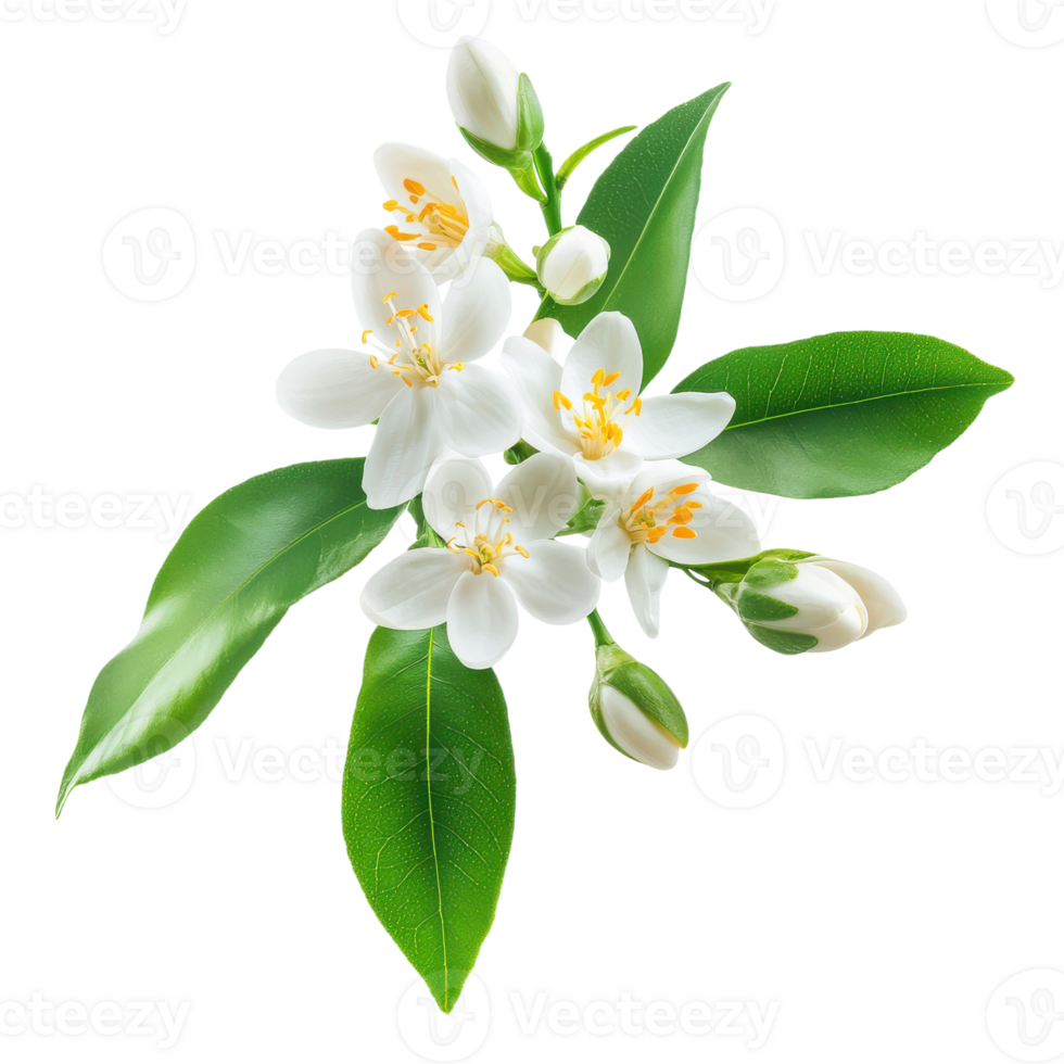 Neroli Blossom and Orange Tree Flower for Aromatherapy and Natural Products on transparent background png