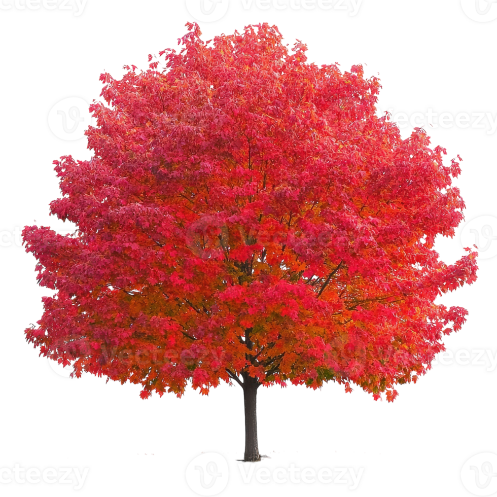 Stunning Red Maple Tree with Vibrant Autumn Foliage Isolated on White Background on transparent background png