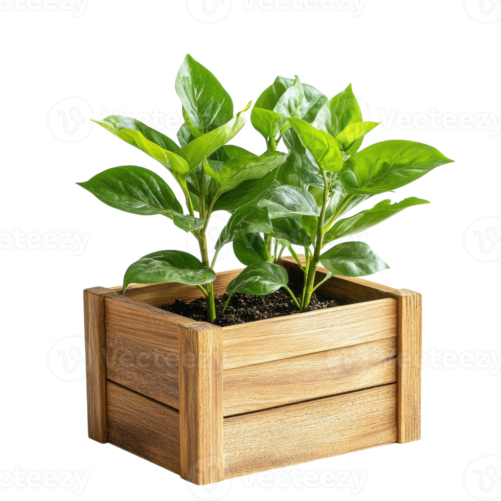 Wooden Planter Box with Plant for Home and Garden Decor on transparent background png
