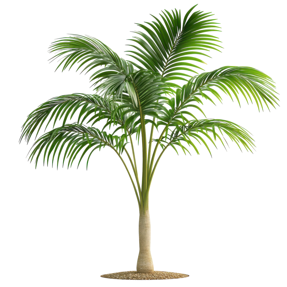 Young Palm Tree in a Tropical Setting on transparent background png