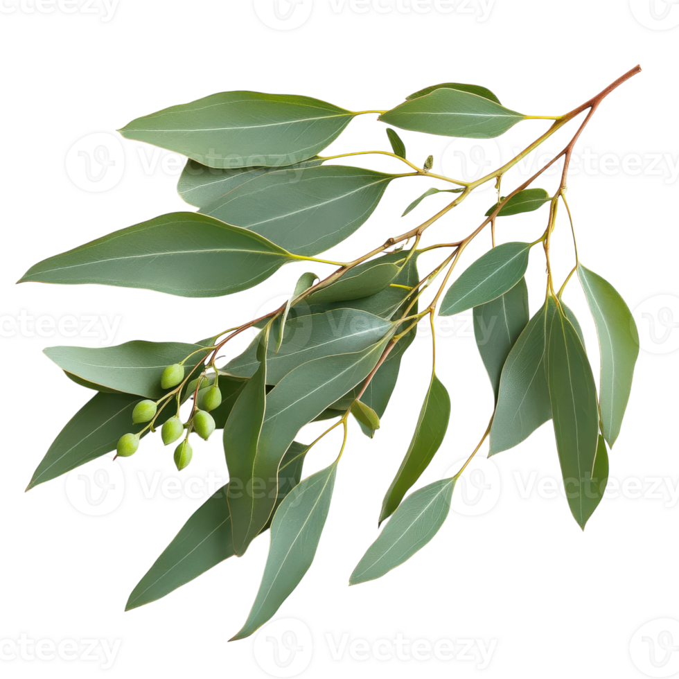 Elegant Olive Green Eucalyptus Branch Isolated on White Background on transparent background. png