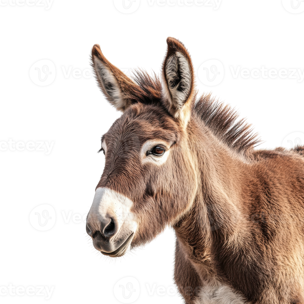 Brown Donkey Isolated on White Background for Farm and Animal Related Projects on transparent background. png