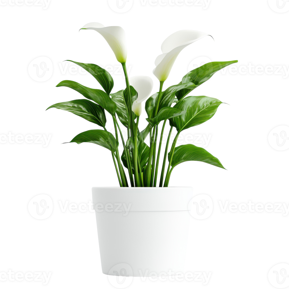 Elegant Calla Lily in White Pot for Home Decor on transparent background. png
