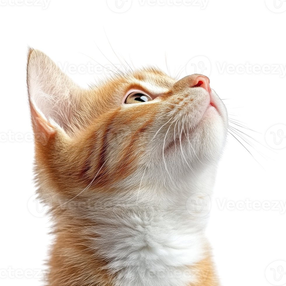 Curious Cat Looking Up Isolated on White Background on transparent background. png