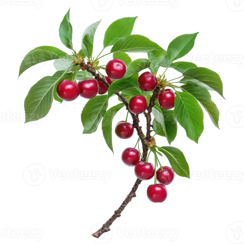 Beautiful Cherry Tree with Lush Green Leaves Against a White Background on transparent background. png