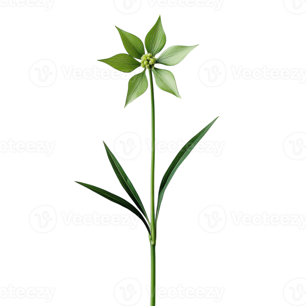 Close Up of Star of Bethlehem Flower with Stem and Leaves on transparent background. png