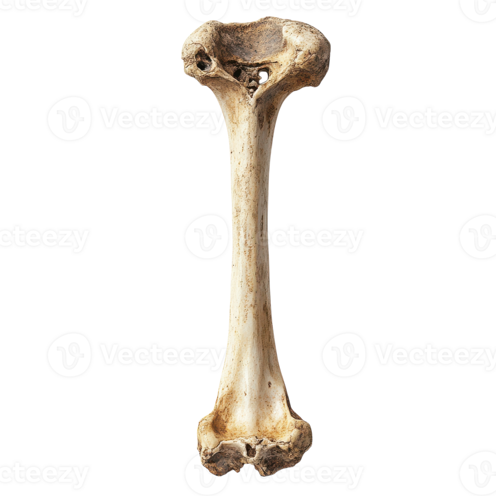 Illustration of a Femur Bone for Educational and Medical Use on transparent background. png