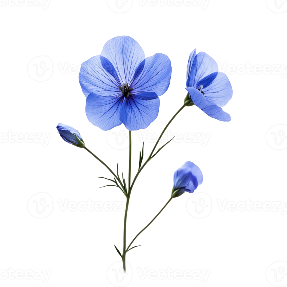 Anemone Flower Displayed in Perfect Bloom png