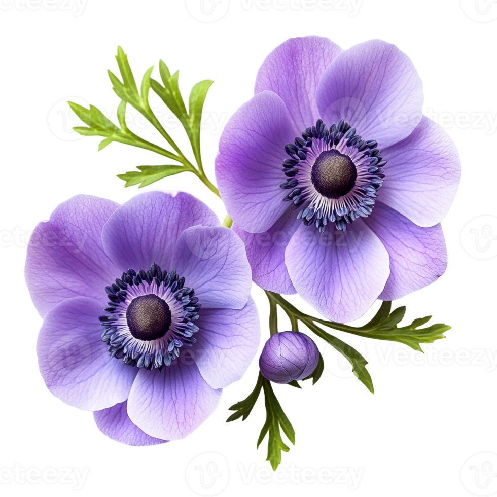 Delicate Periwinkle Anemone Blooms in Spring png