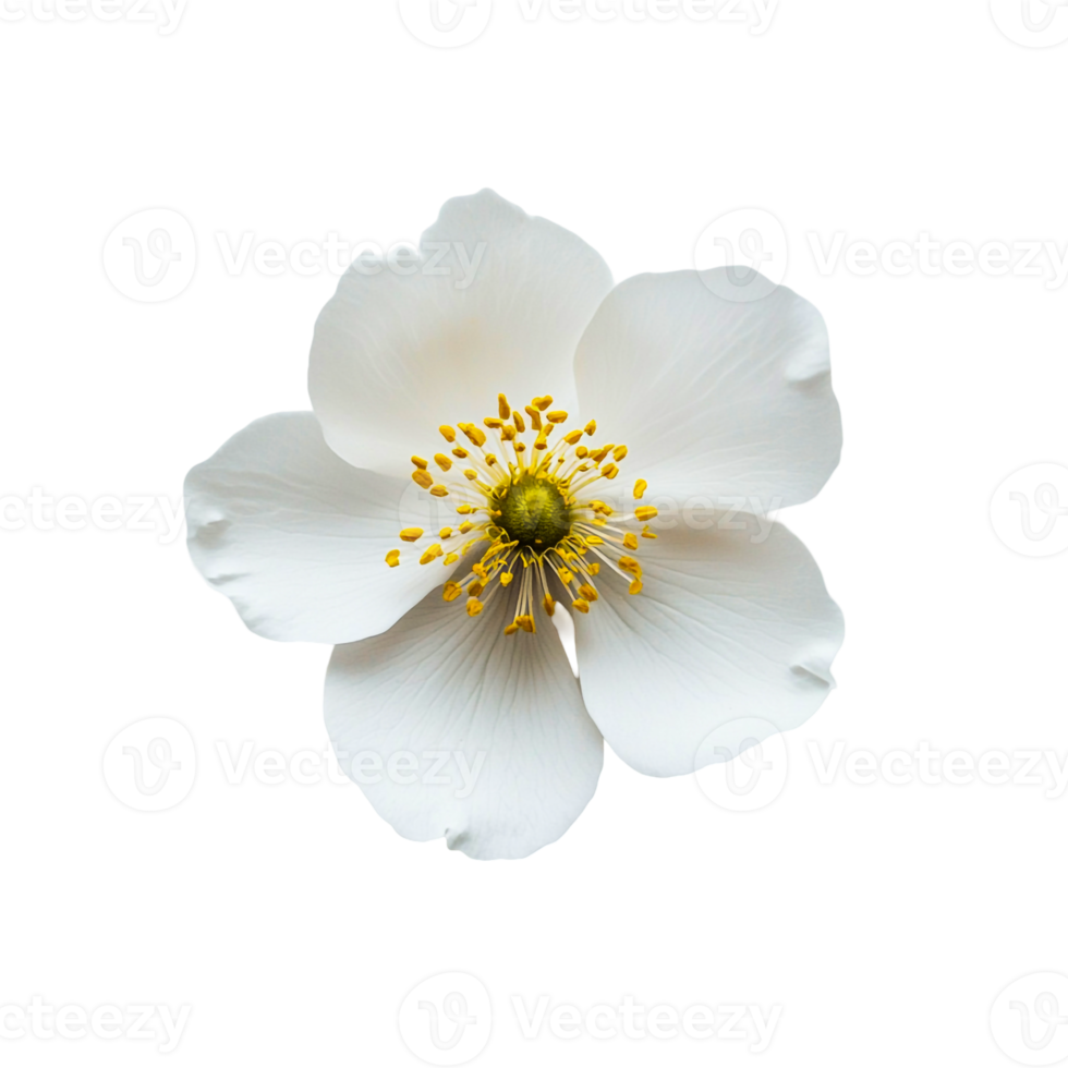 A Single Wildflower in Vibrant Colors png