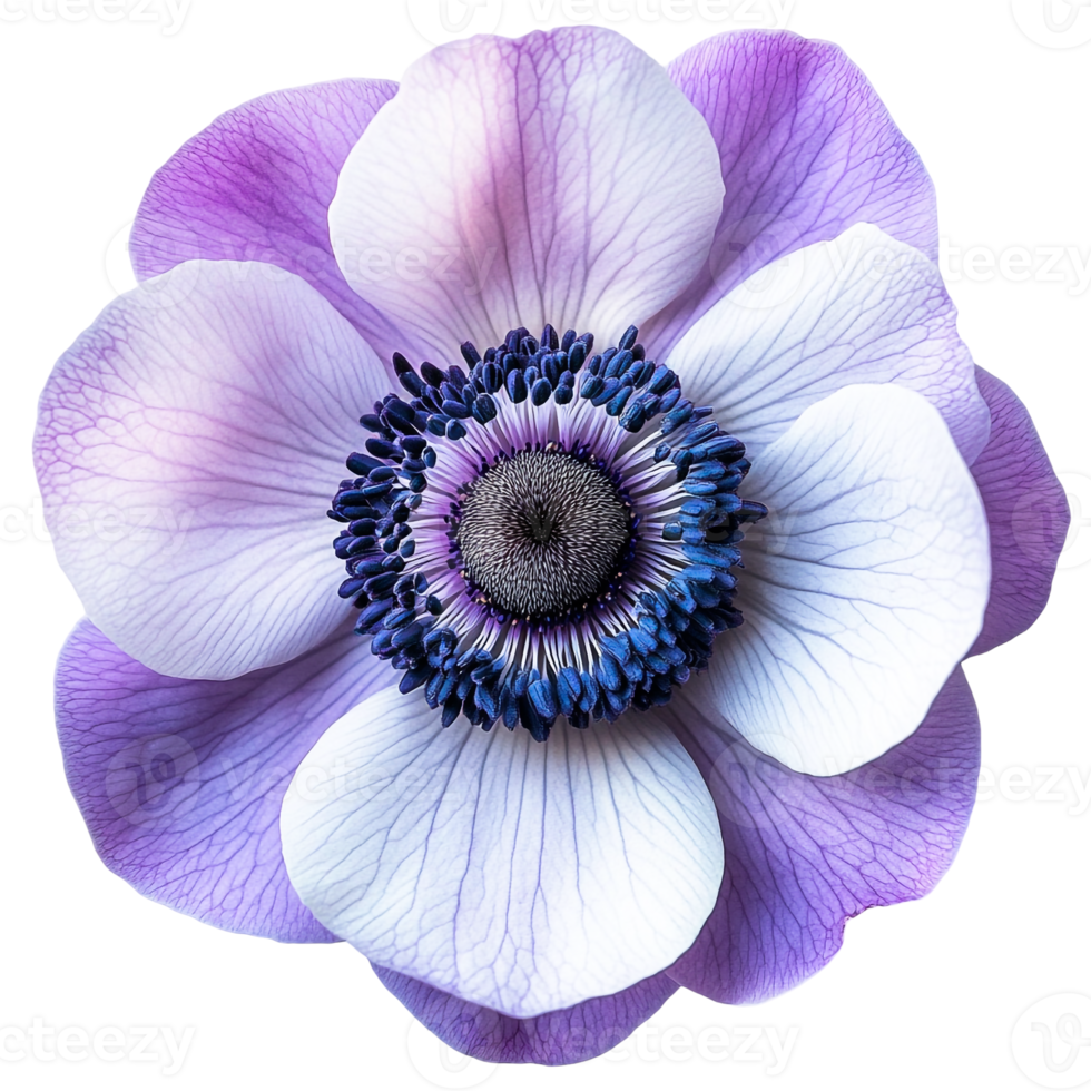 A Beautiful Anemone in Full Bloom png