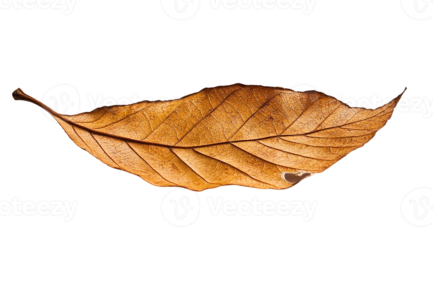 Isolated Dry Leaf with Detailed Patterns png