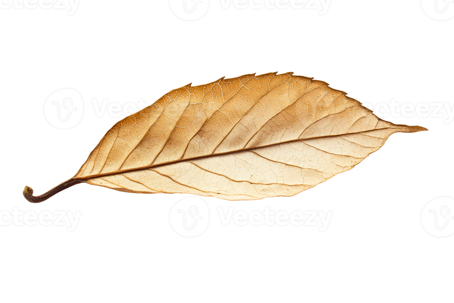 Detailed View of a Brown Dried Leaf png