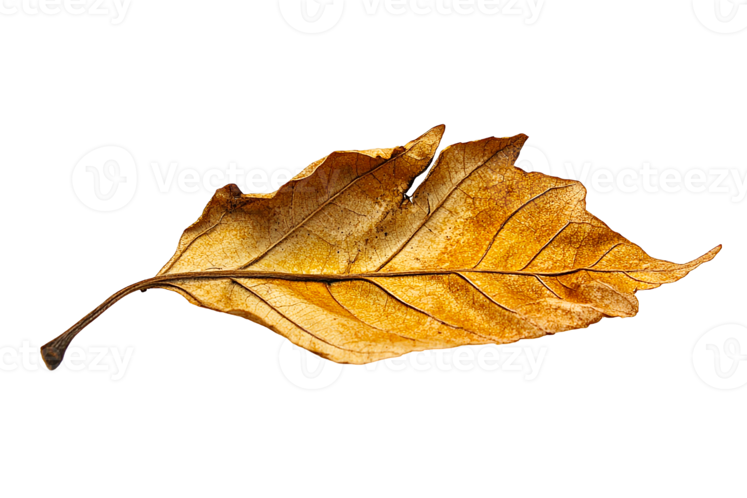 Dried Leaf Resting on a Plain Surface png