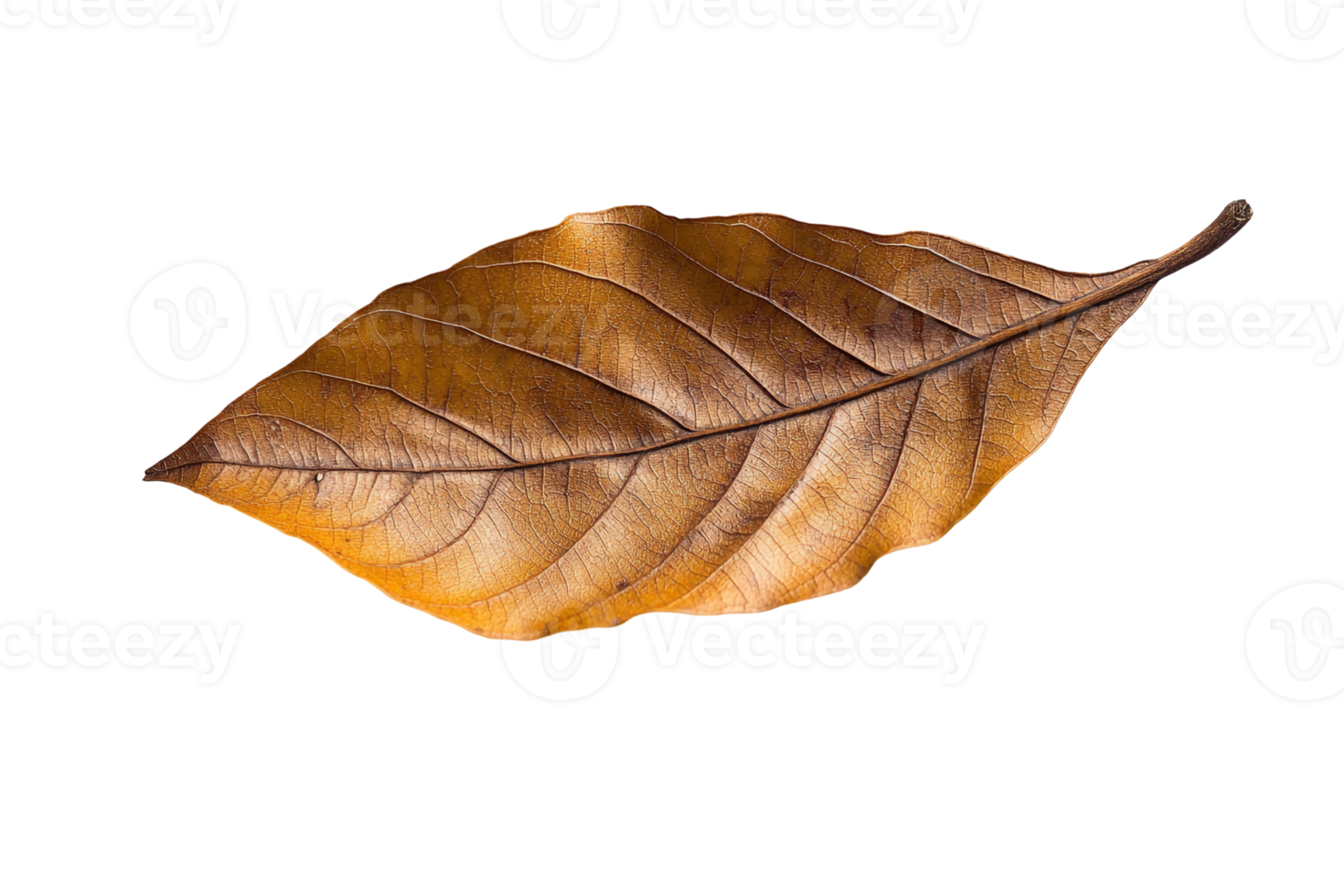 A Crumbled Dried Leaf png