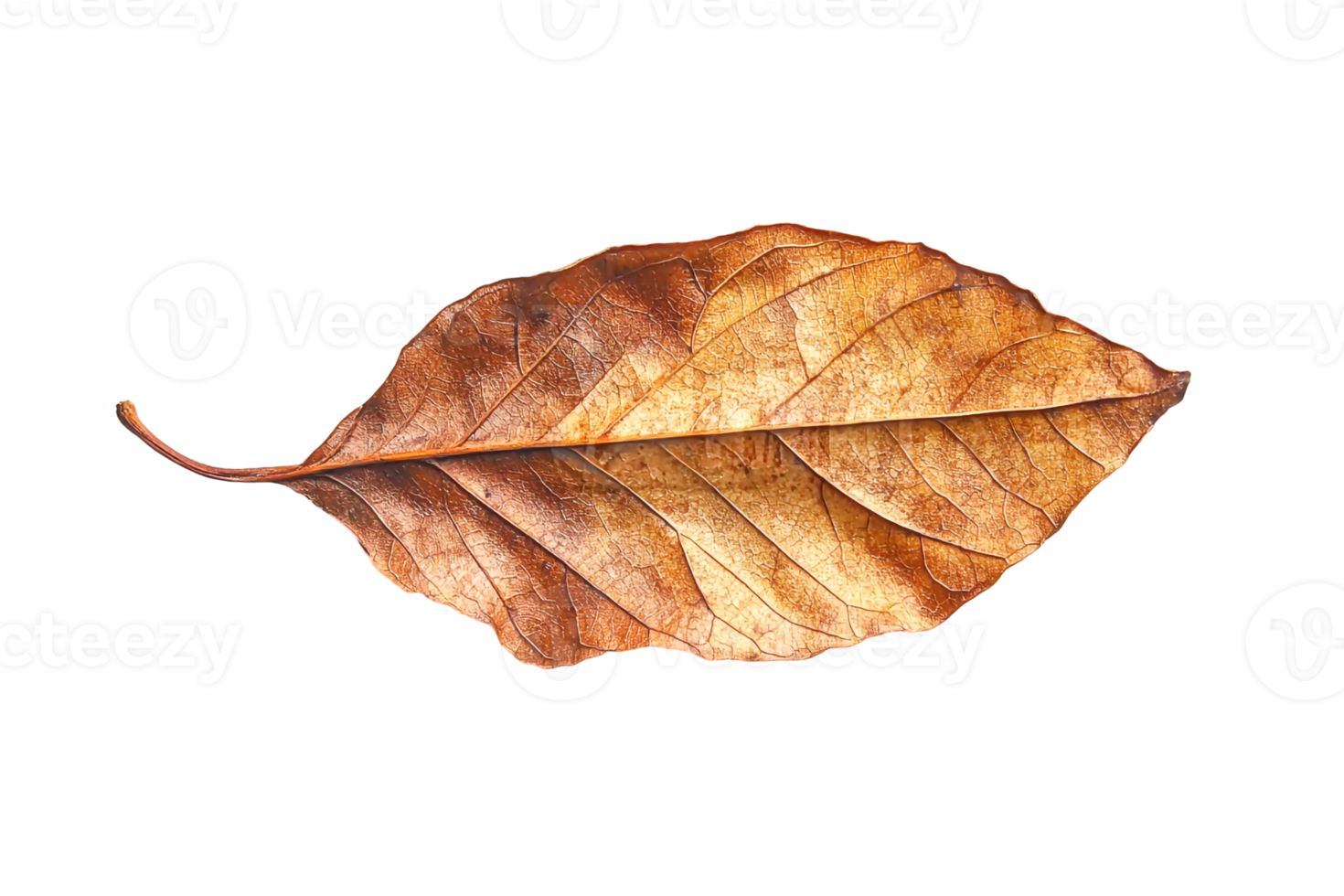 Dried Leaf with Fine Textures png