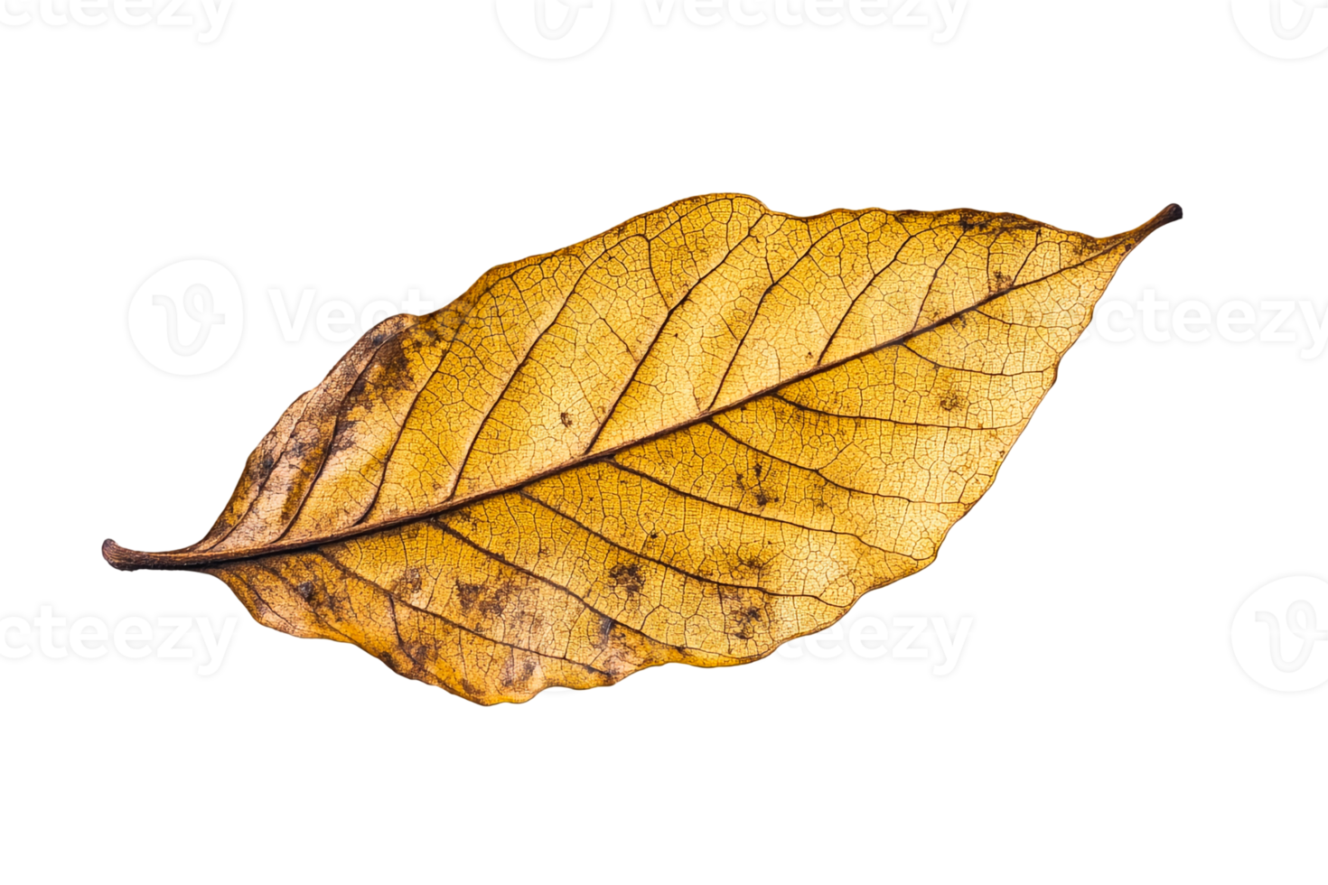 Elegant Dried Leaf with Subtle Details png