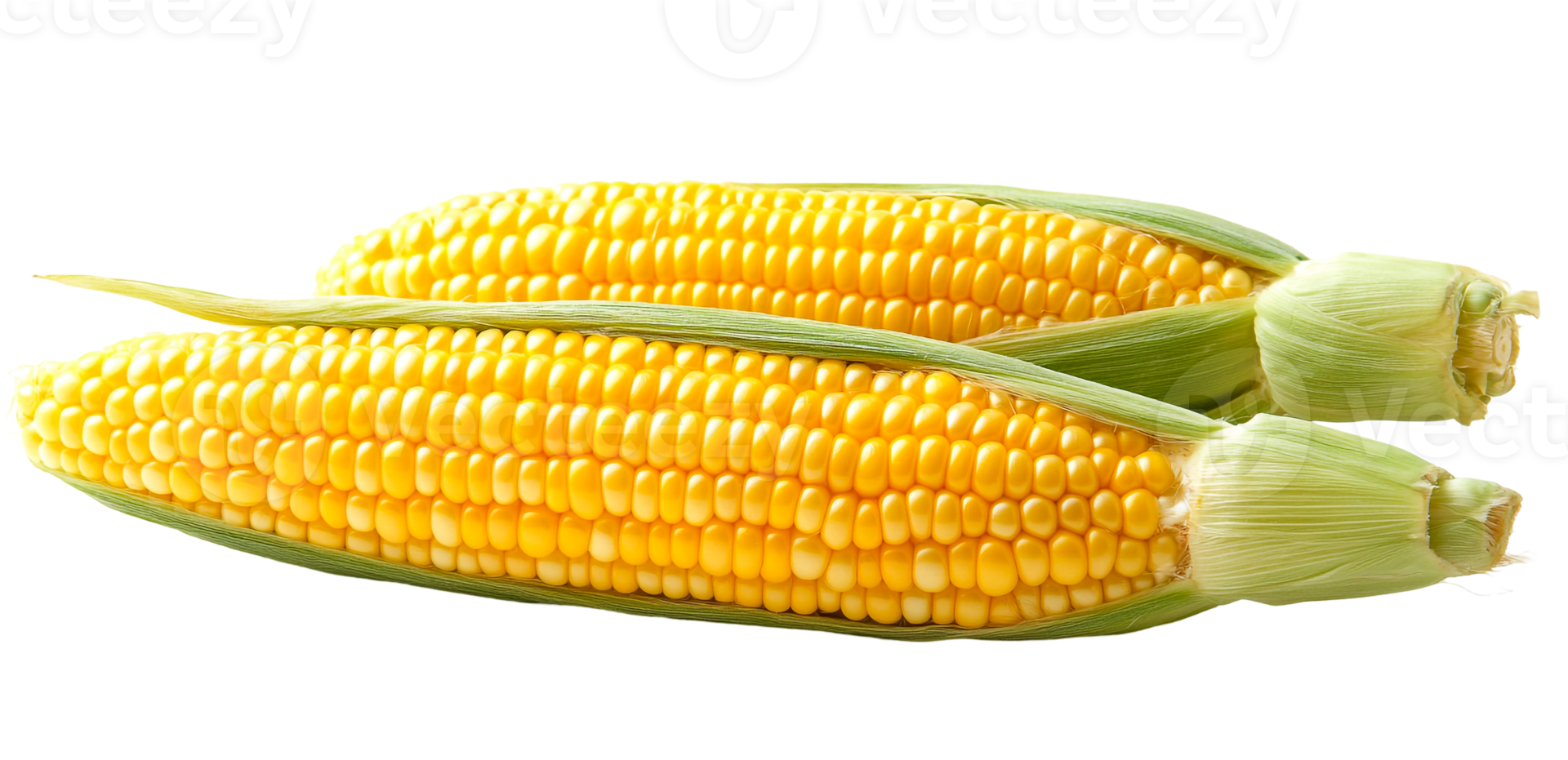 Organic Sweet Corn Fresh from the Field png