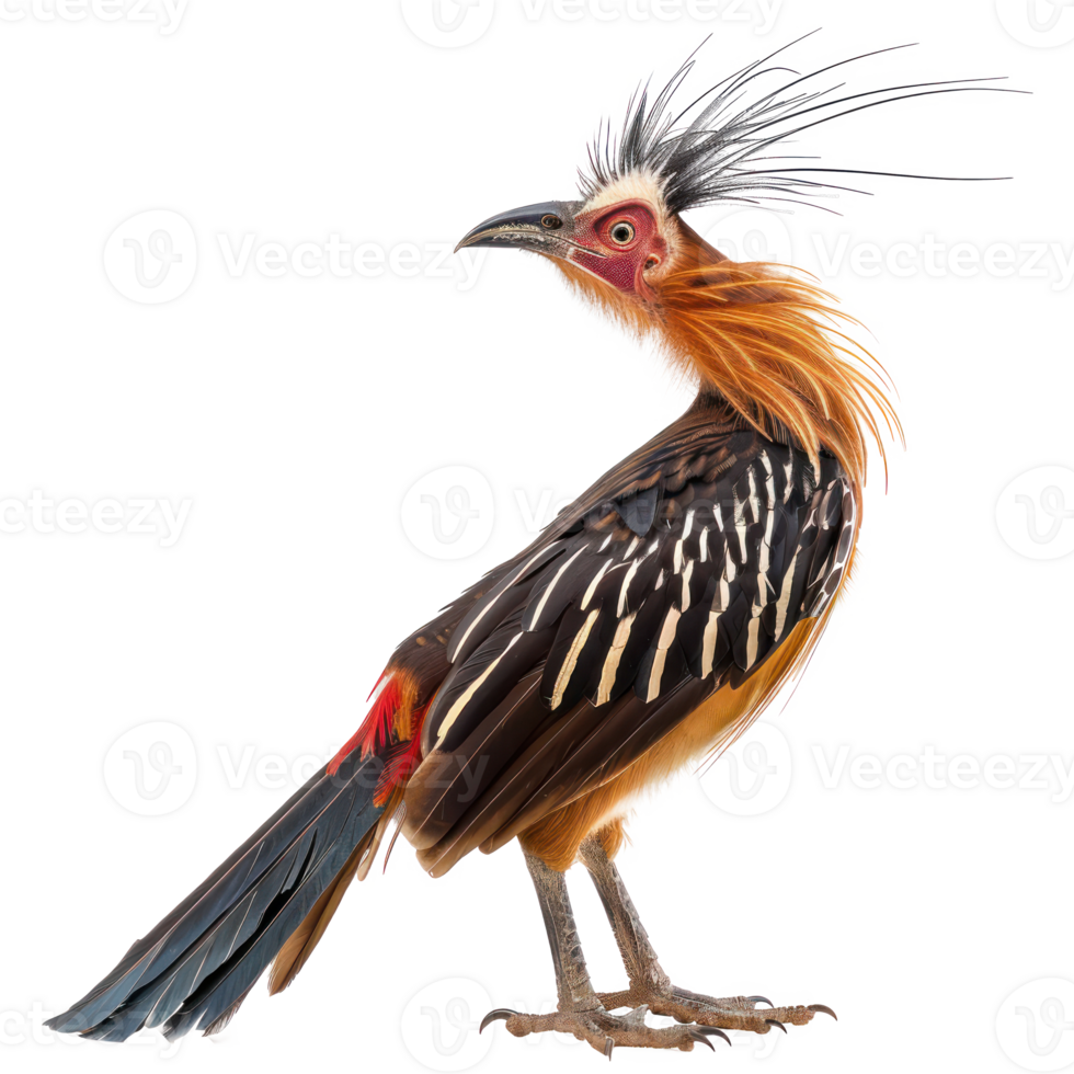 Hoatzin bird side view full body isolate on transparency background png