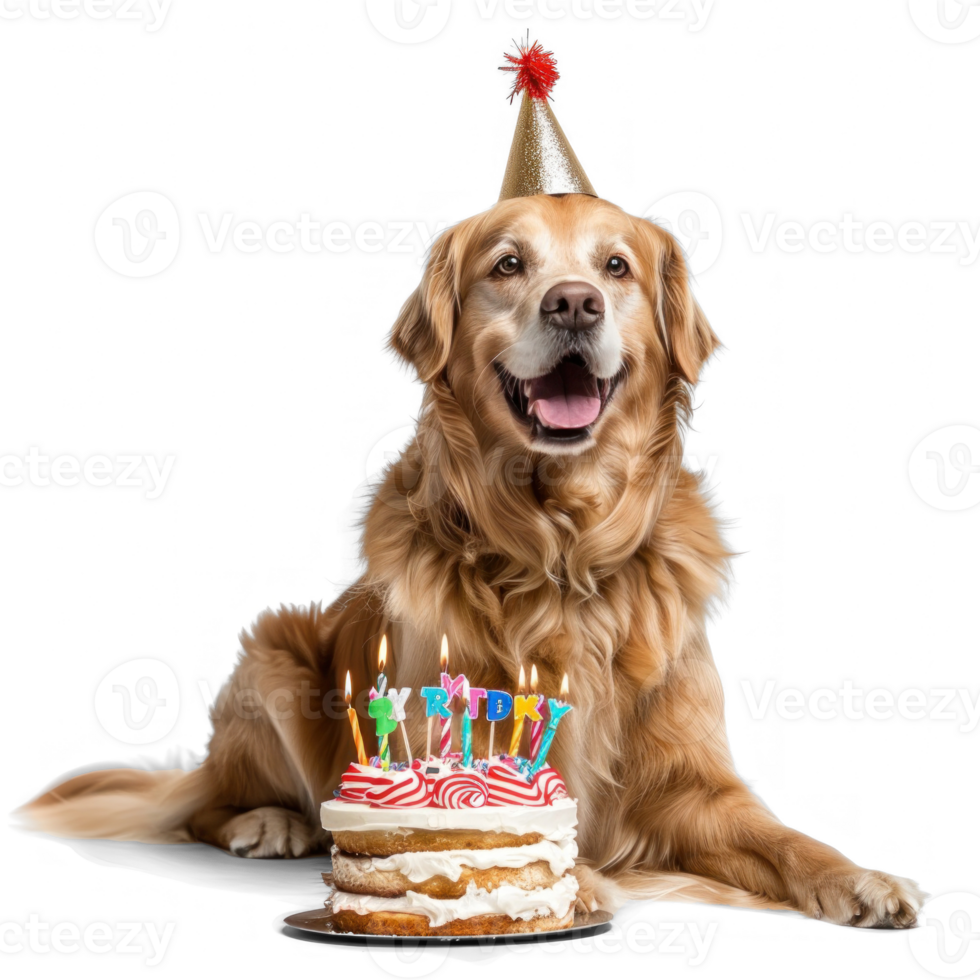 Dog wearing birthday cap with birthday cake, full body standing isolate on transparency background, png
