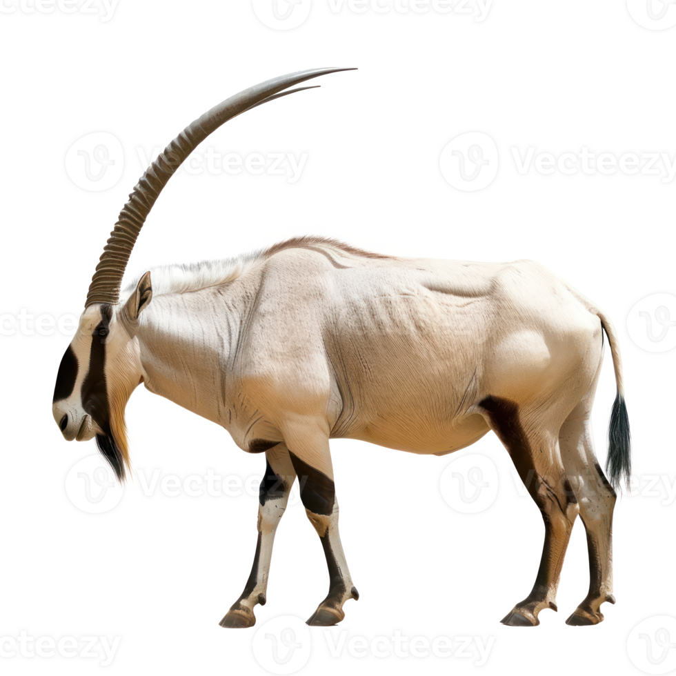 an antelope with long horns standing on a transparency background png