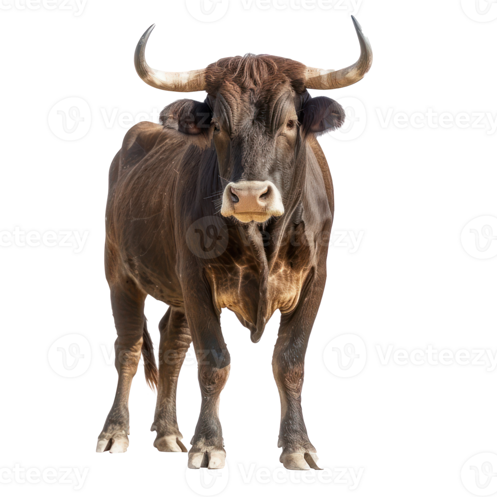 a brown bull is standing in front of a transparency background png