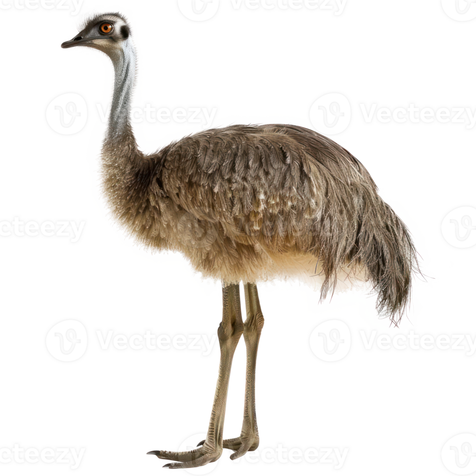 Emu full body isolate on transparency background png