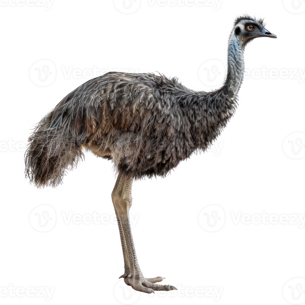 an ostrich is standing on a transparency background png