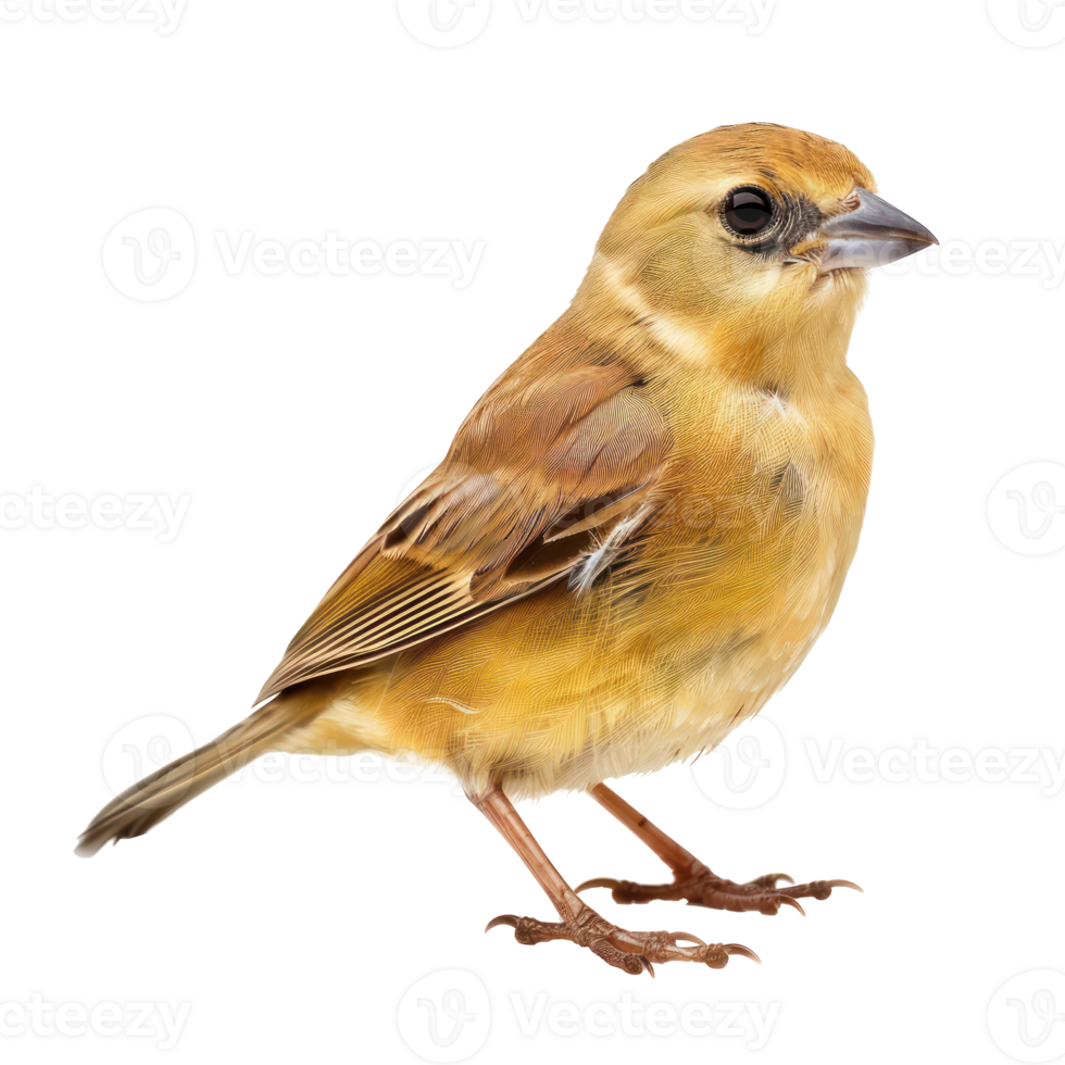 Passerine front view full body isolate on transparency background png