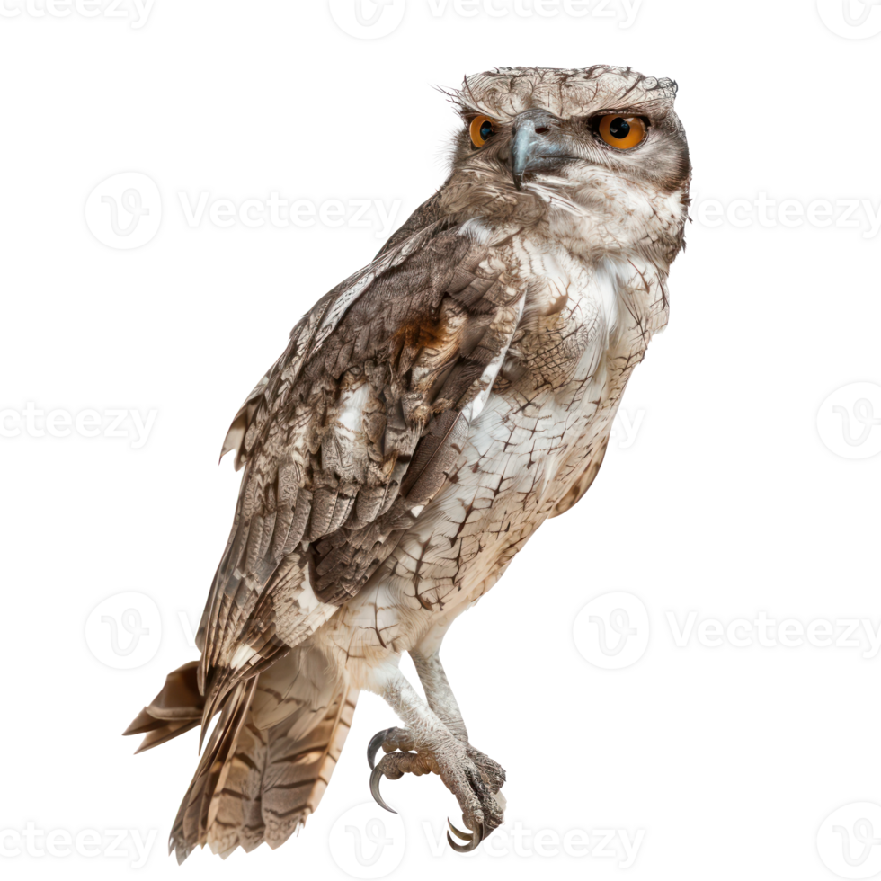 Potoo bird fly full body isolate on white background, png