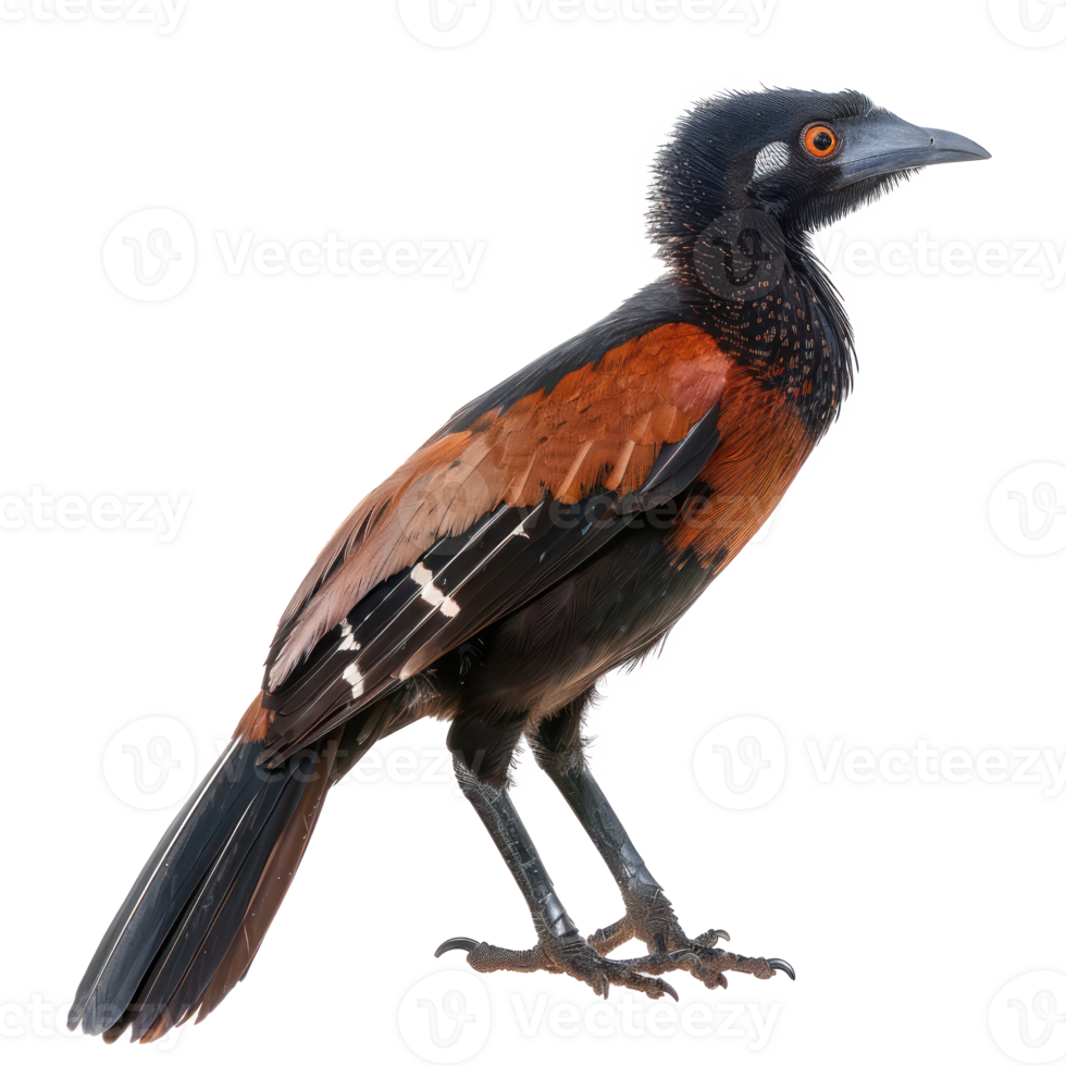Greater coucal bird side view full body isolate on transparency background png