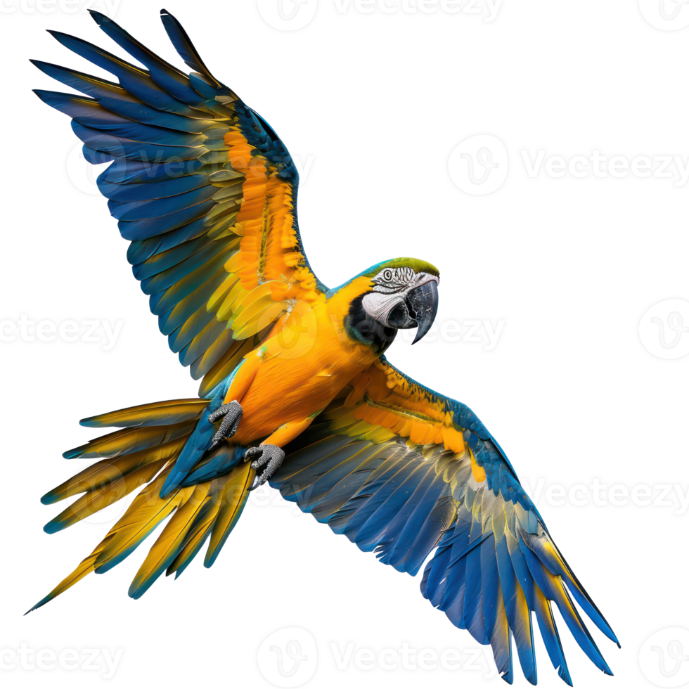 Macaw fly full body isolate on transparency background, png