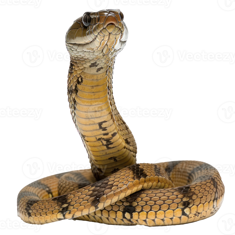 a snake with its head up on a white background png